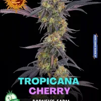 Tropicana Cherry